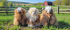 4" Small Alpaca Figure - Choice Alpaca Products-4inch-fur-toy-varies