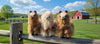 4" Small Alpaca Figure - Choice Alpaca Products-4inch-fur-toy-varies