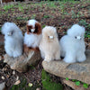 8" Alpaca Fur Toy Toys 