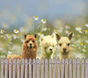 Alpaca Drink Tumbler - Choice Alpaca Products-Tumbler3