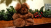 9" Alpaca Teddy Bears Toys DarkBrown 