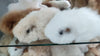 Fur Alpaca Guinea Pig ("Cuy") - Choice Alpaca Products-7inch_alpaca_cuy